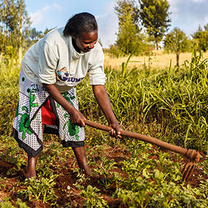 Agriculture Development - Wanderstar Sport Solution Ltd